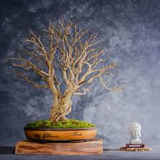Image result for parthenocissus bonsai