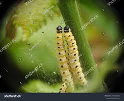 Attēlu rezultāti vaicājumam “Yponomeuta evonymella larva”