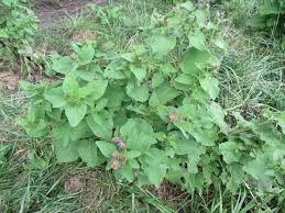 Attēlu rezultāti vaicājumam “Arctium nemorosum”