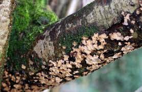 Attēlu rezultāti vaicājumam “Stereum rugosum”