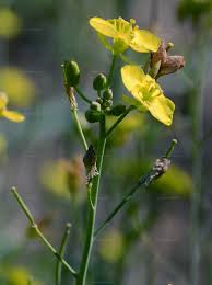 Attēlu rezultāti vaicājumam “Diplotaxis tenuifolia bud”