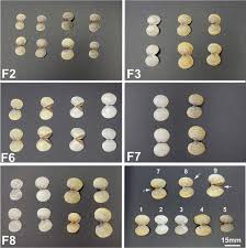 Attēlu rezultāti vaicājumam “Colloderma sp.”