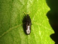 Attēlu rezultāti vaicājumam “Aradus betulae”