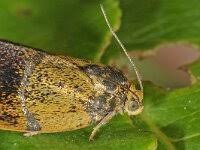 Attēlu rezultāti vaicājumam “Pyralis regalis”