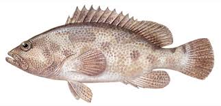Image result for Epinephelus costae