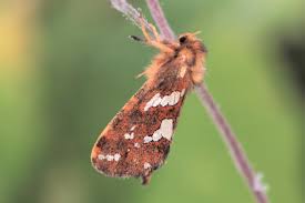 Attēlu rezultāti vaicājumam “Phymatopus hecta”