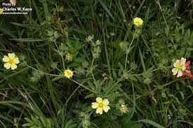 Image result for Potentilla recta