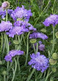 Image result for Scabiosa columbaria