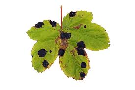 Attēlu rezultāti vaicājumam “Rhytisma acerinum”