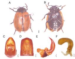 Attēlu rezultāti vaicājumam “Chrysomela populi”