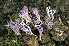 Attēlu rezultāti vaicājumam “Ramariopsis pulchella”