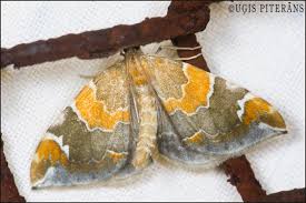 Attēlu rezultāti vaicājumam “Eulithis pyropata”