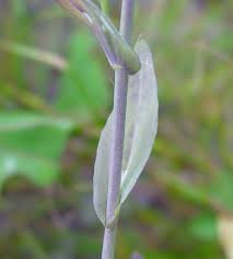 Attēlu rezultāti vaicājumam “Arabis glabra leaf”