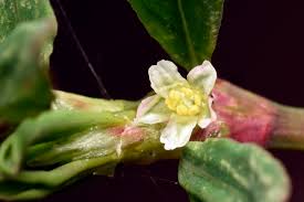 Attēlu rezultāti vaicājumam “Polygonum aviculare flower”