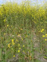Attēlu rezultāti vaicājumam “Mamestra brassicae exuvia”
