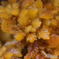 Attēlu rezultāti vaicājumam “Sphagnum compactum”