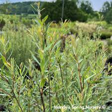 Attēlu rezultāti vaicājumam “Salix purpurea”