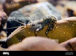 Attēlu rezultāti vaicājumam “Ephemeroptera larvae”