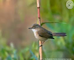 Image result for Acrocephalus agricola