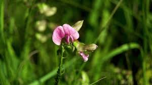 Attēlu rezultāti vaicājumam “Lathyrus tuberosus flower”
