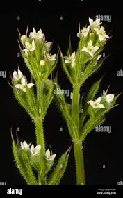 Attēlu rezultāti vaicājumam “Galium rivale fruit”