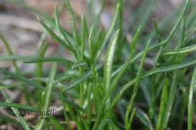 Attēlu rezultāti vaicājumam “Ornithogalum umbellatum”