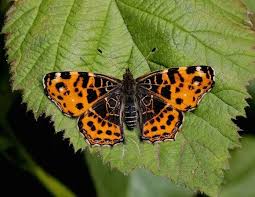 Attēlu rezultāti vaicājumam “Araschnia levana upperside”