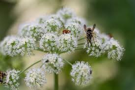Attēlu rezultāti vaicājumam “Angelica sylvestris flower”