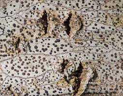 Attēlu rezultāti vaicājumam “Lecidella elaeochroma”