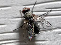 Attēlu rezultāti vaicājumam “Tachinidae”