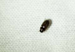 Attēlu rezultāti vaicājumam “Enochrus affinis”