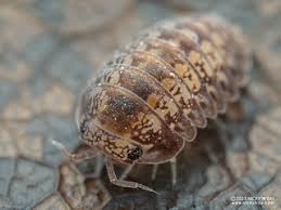 Attēlu rezultāti vaicājumam “Licea pusilla macro”