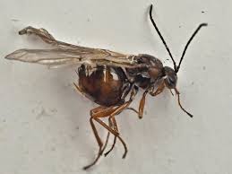 Attēlu rezultāti vaicājumam “Neuroterus quercusbaccarum”