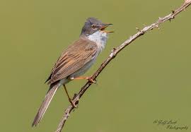Attēlu rezultāti vaicājumam “Sylvia communis adult”