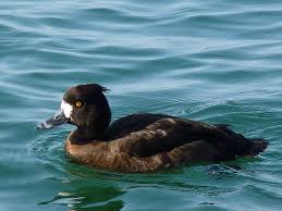 Attēlu rezultāti vaicājumam “Aythya fuligula female”