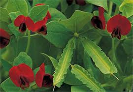 Image result for Lotus tetragonolobus