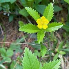 Attēlu rezultāti vaicājumam “Potentilla reptans flower”