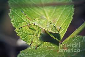 Attēlu rezultāti vaicājumam “Palomena prasina nymph”