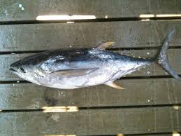 Image result for Thunnus albacares