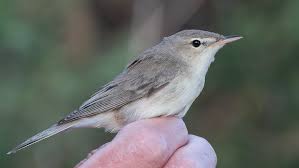 Image result for Hippolais pallida