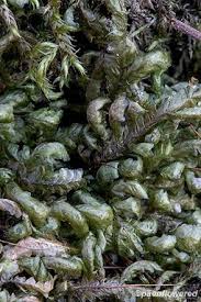 Attēlu rezultāti vaicājumam “Homalia trichomanoides”