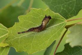 Attēlu rezultāti vaicājumam “Cerura vinula imago”