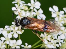 Attēlu rezultāti vaicājumam “Arge ustulata”