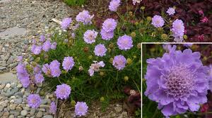 Image result for scabiosa caucasica