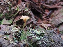Attēlu rezultāti vaicājumam “Lichenomphalia umbellifera”