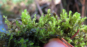 Attēlu rezultāti vaicājumam “Lophozia ascendens”