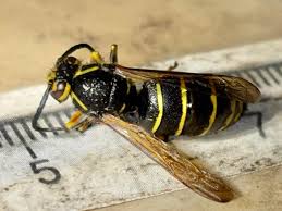 Attēlu rezultāti vaicājumam “Dolichovespula media”