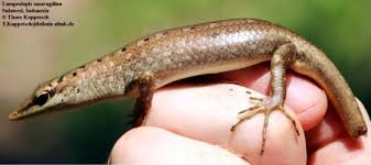 Risultati immagini per dasia smaragdina