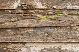 Attēlu rezultāti vaicājumam “Anobium pertinax”