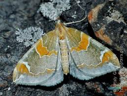 Attēlu rezultāti vaicājumam “Eulithis pyropata”